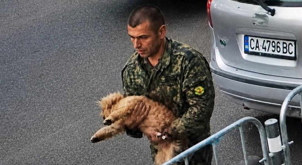 Драма в Пловдив: Военен направи добро дело и изчезна с блъснато куче. Къде е то сега?