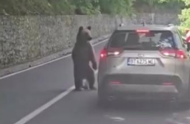 Български футболен шеф оцеля като по чудо след нападение от мечка в Румъния